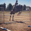 no-stirrups-eq avatar