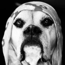 no-veiled-dog avatar