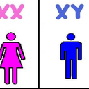 no-y-chromosomes avatar