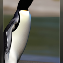 noahfromjungle avatar