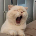 noahmiks-blog avatar