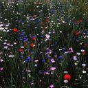 noalarms-and-no-surprises avatar