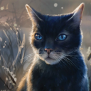 nobettercrowfeather avatar