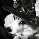 noblecorgi avatar