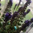 nobodyswarrior avatar