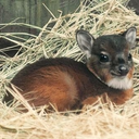 nobodytalksaboutantelopes avatar