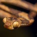 nobrainsonlychub avatar