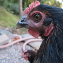 nochickenno avatar