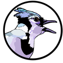 nocobirds avatar