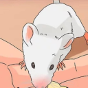 nocticorvidae avatar