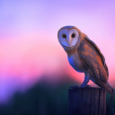 noctua-an-owl avatar
