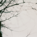 noctulescents avatar