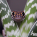 noctureptile avatar