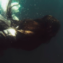 nocturnal-siren avatar