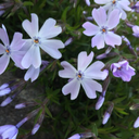 nocturnalnotes avatar