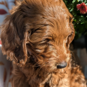 nocturneowl28 avatar