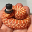 noddle-the-poddle avatar