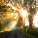 nodogsallowed avatar