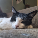 nofallentitans avatar