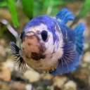 nofreefishpics avatar