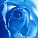 noirrose21-blog avatar