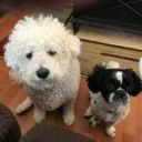 noisybonkdonutexpert avatar