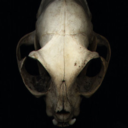 nokturnalboredom avatar