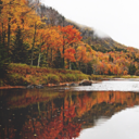 nolove-noloss avatar