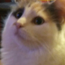 nolovelikeyourown avatar