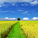 nomad-culture avatar