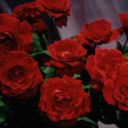 nomenosunxdivx avatar