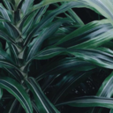 nomorepartiesxo avatar