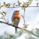 nomoreturningaway avatar