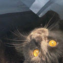 nomorexx-blog avatar