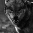 non-ho-piu-lacrime avatar