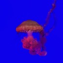 non-normal-nate avatar