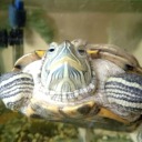 non-obscure-fiction-detective avatar