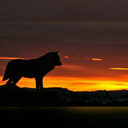 non-vivo-soprav-vivo-blog avatar