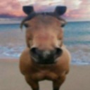 nonamedhorse avatar