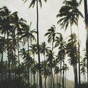 nonamenoidea4 avatar