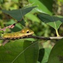 nonbinarbeeisheretoo avatar