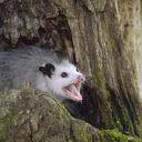 nonbinarypossums avatar