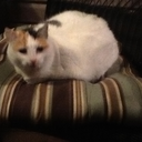 none-but-the-rain avatar