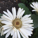 noneatingbeach avatar