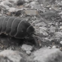 nonhapiupareti avatar