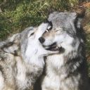 nonhumanposting avatar