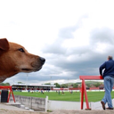 nonleaguedogs avatar