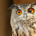 nonsensical-intp avatar