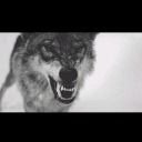 nonvuoipiucrescere avatar