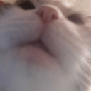 noodle-moved-away avatar